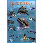  Les dauphins  