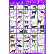  Nos amis les chats 