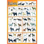  Les chiens 
