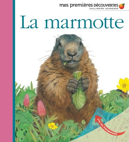  La marmotte  
