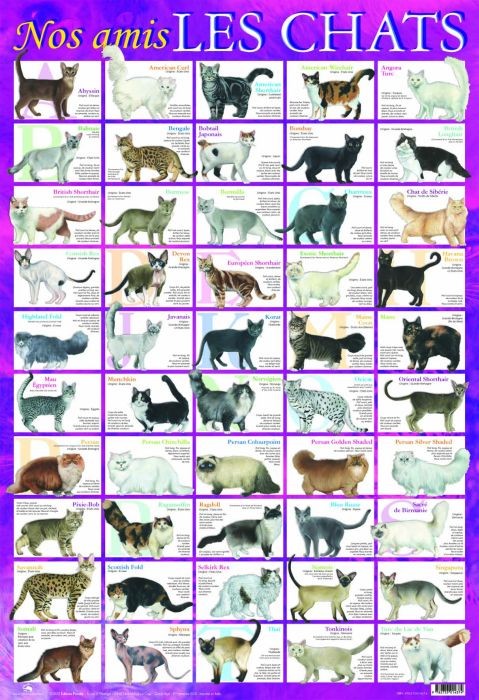 Nos amis les chats 