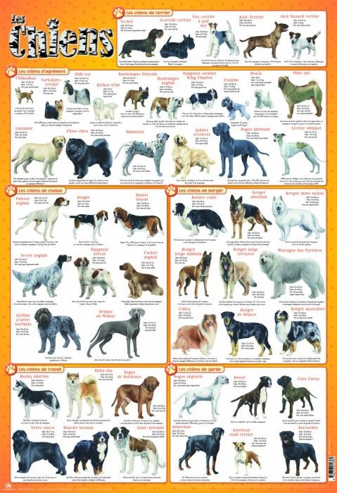  Les chiens 